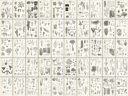 Manual Atlas of Botany Genus Phanerogamous & Cryptogamous Set 2 [98 Images]