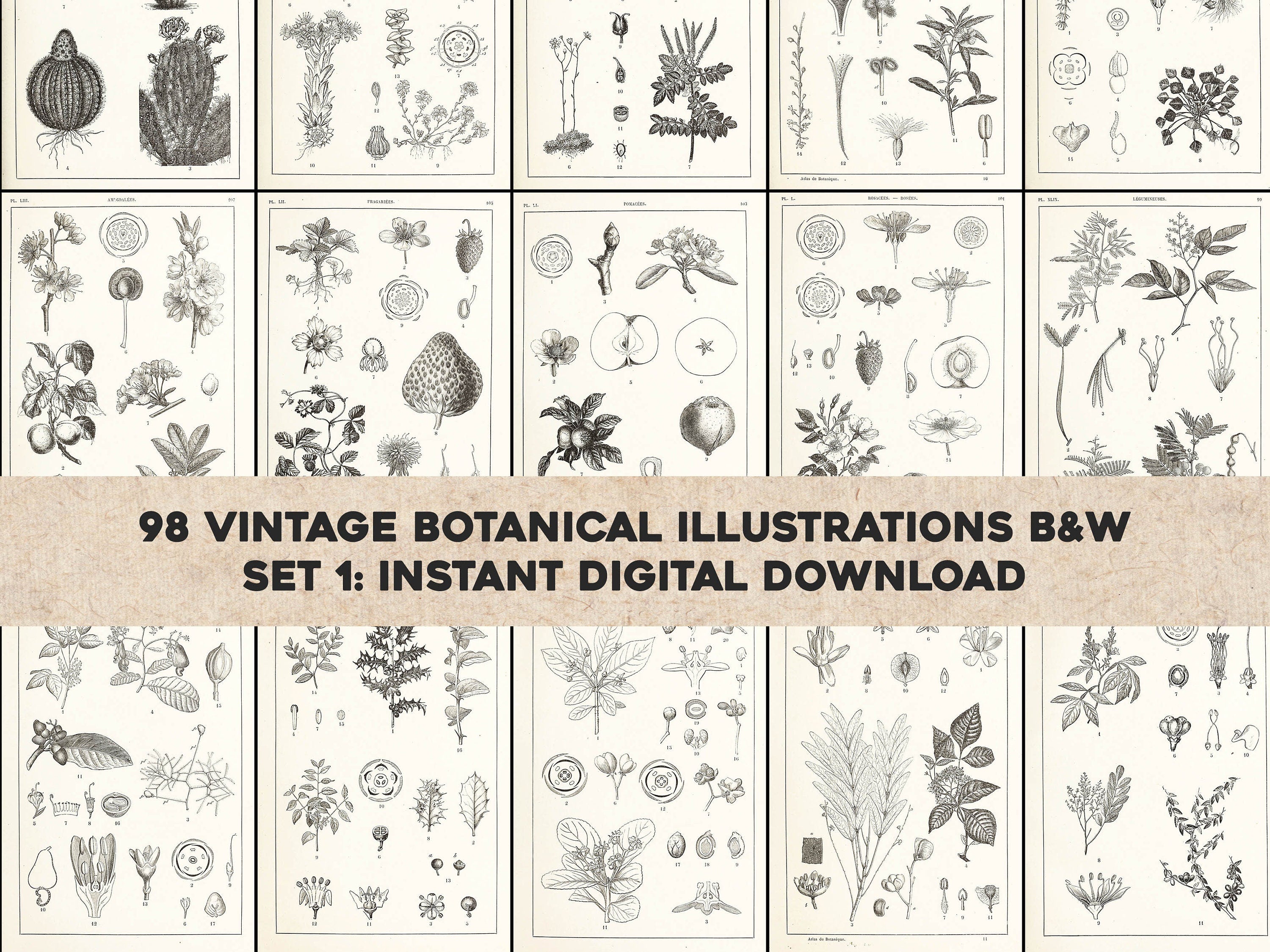 Cryptogamous Manual Atlas of Botany Genus Phanerogamous & Cryptogamous Set 1 ...