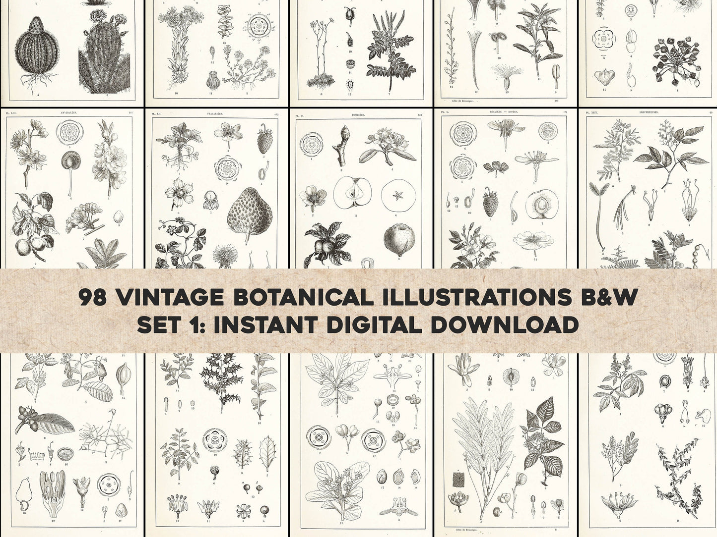 Manual Atlas of Botany Genus Phanerogamous & Cryptogamous Set 1 [98 Images]