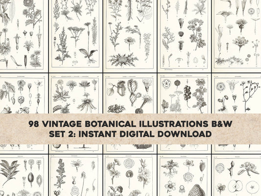 Manual Atlas of Botany Genus Phanerogamous & Cryptogamous Set 2 [98 Images]