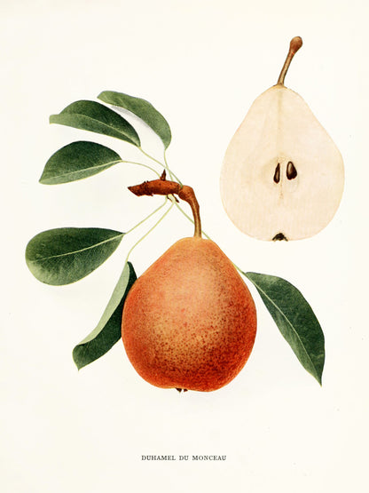 Fruits of New York Pears [75 Images]