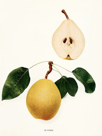 Fruits of New York Pears [75 Images]