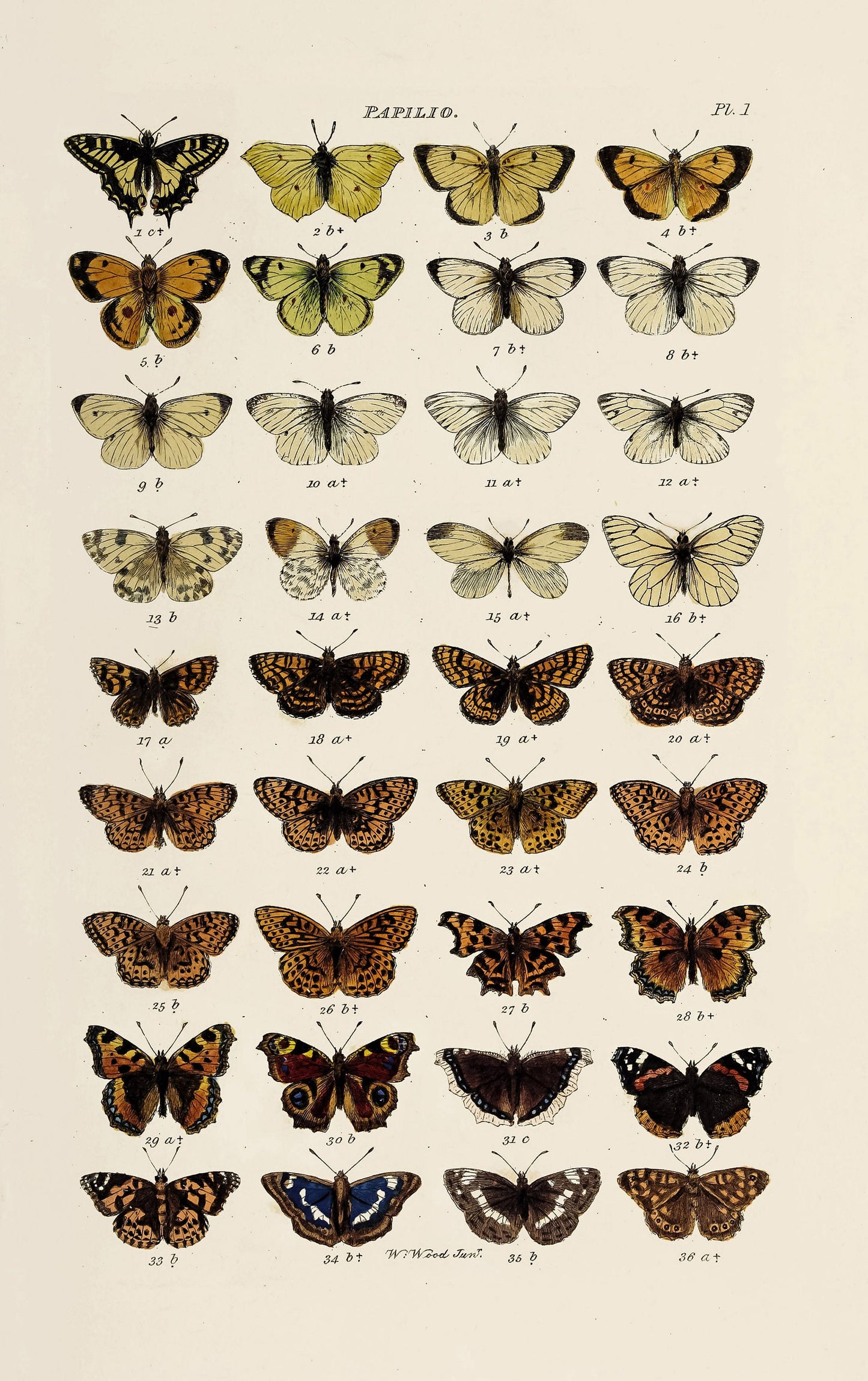 Index Entomological Lepidopterous Insects of Great Britain [59 Images]