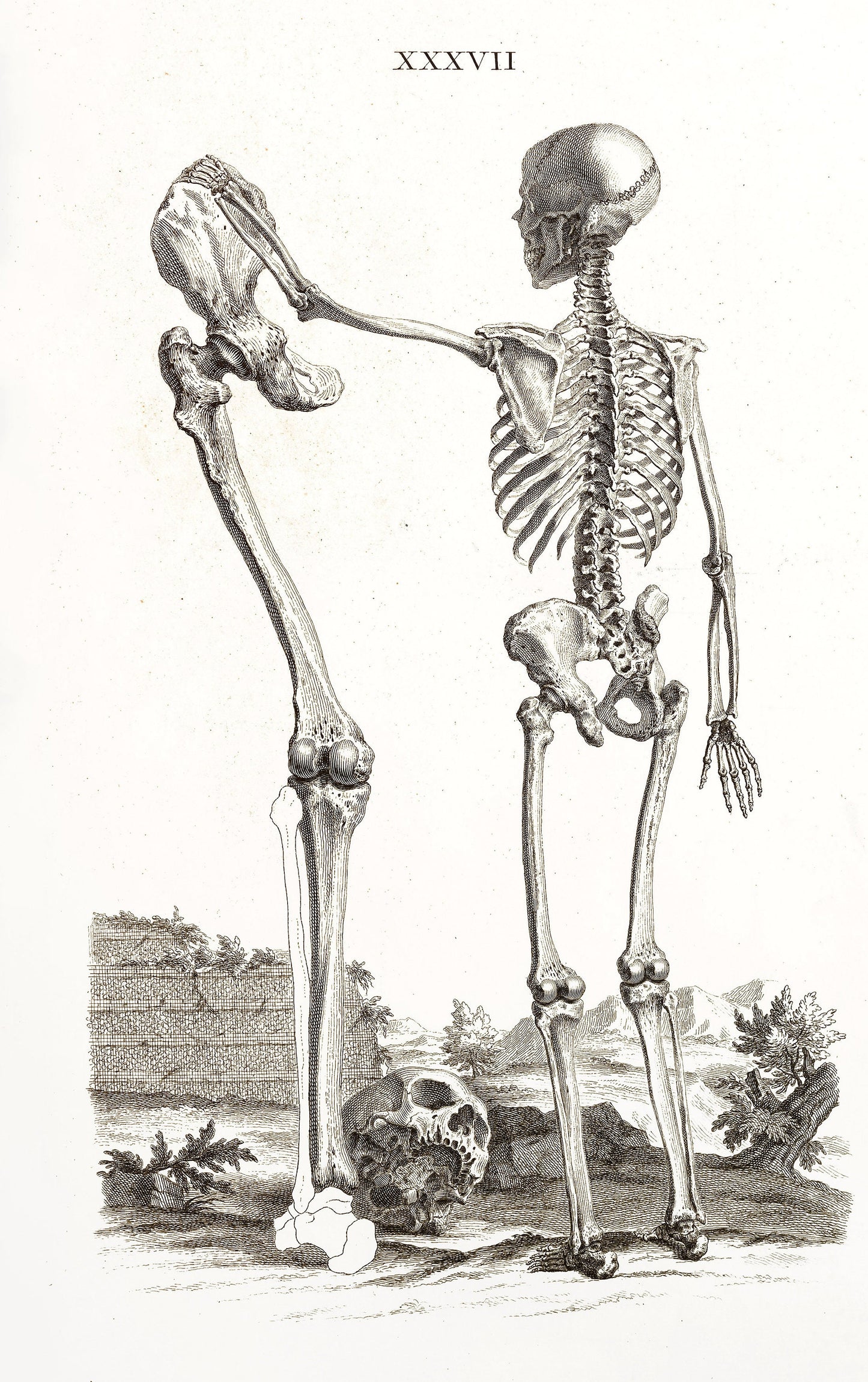 Osteographia or The Anatomy of the Bones Whitened Set 2 [61 Images]