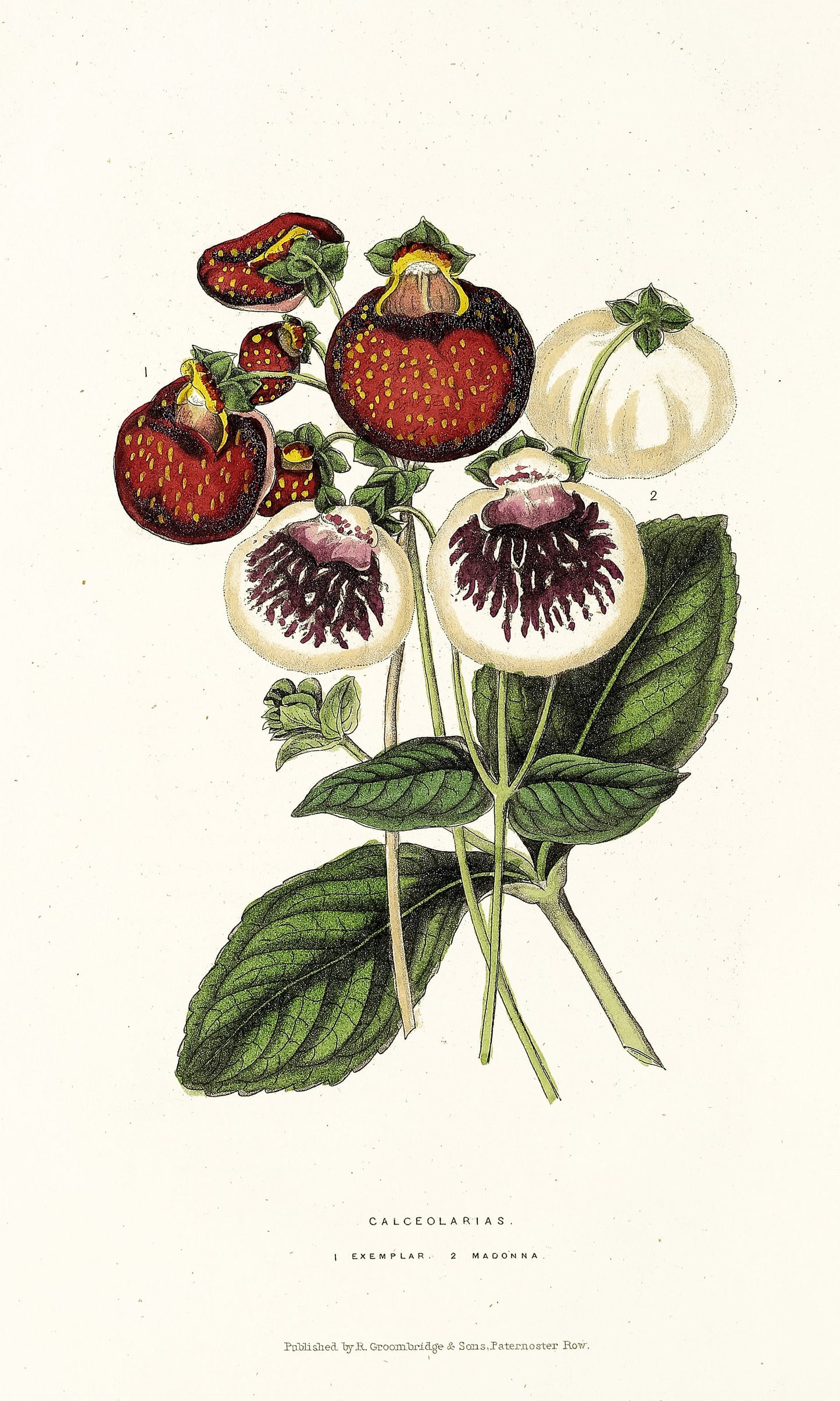 The Florist's Journal & Gardener's Record [37 Images]