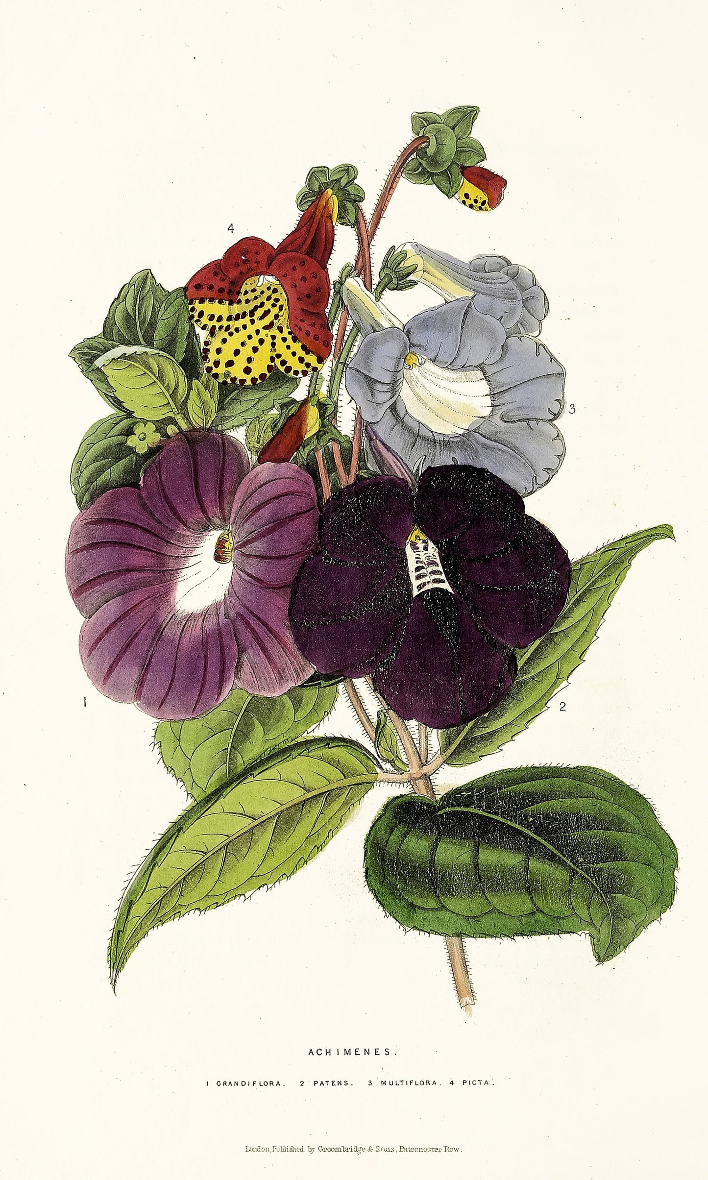 The Florist's Journal & Gardener's Record [37 Images]