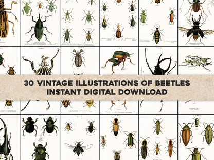 Natural History of Beetles [30 Images]