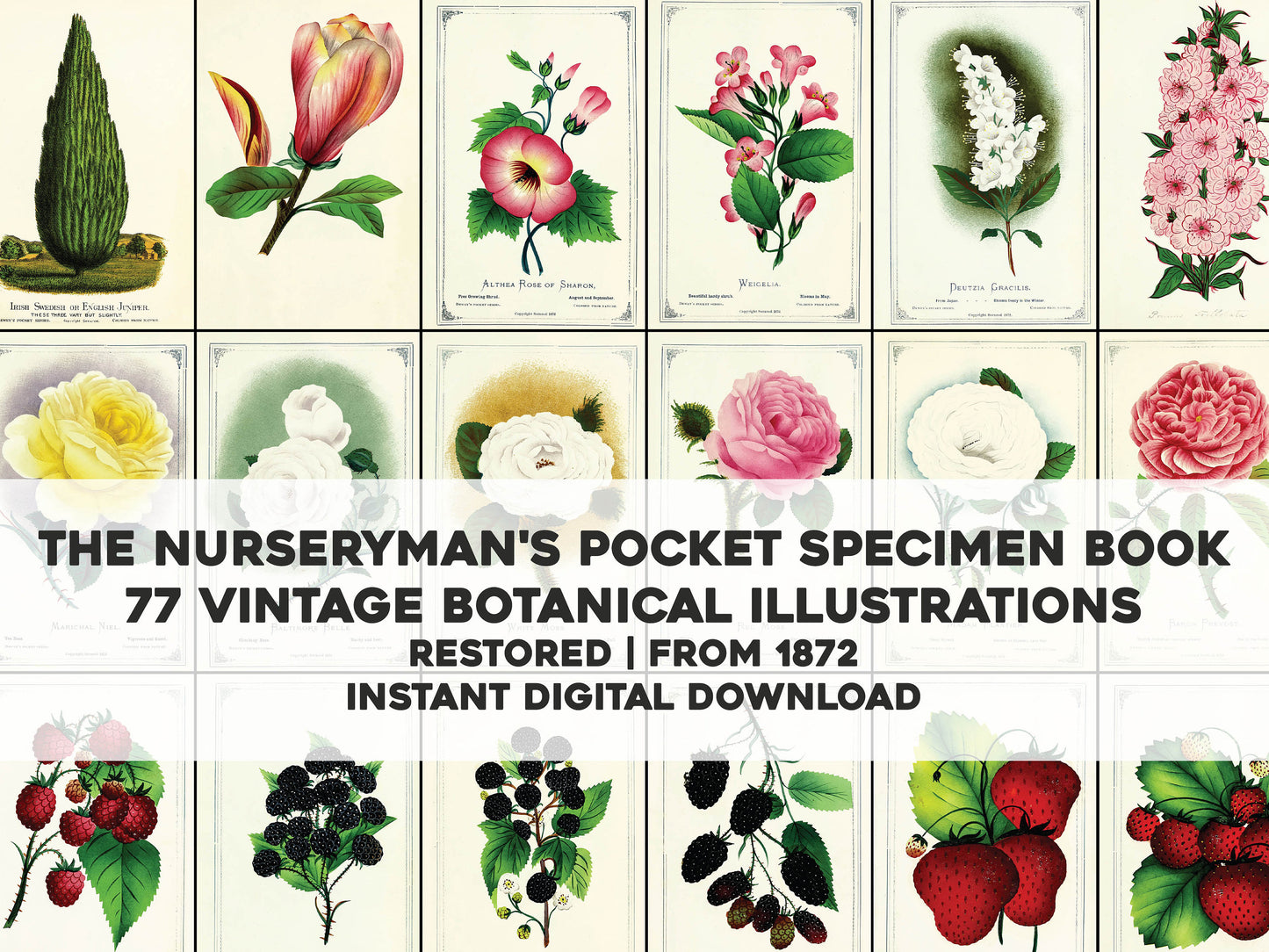 The Nurseryman's Pocket Specimen Book [77 Images]