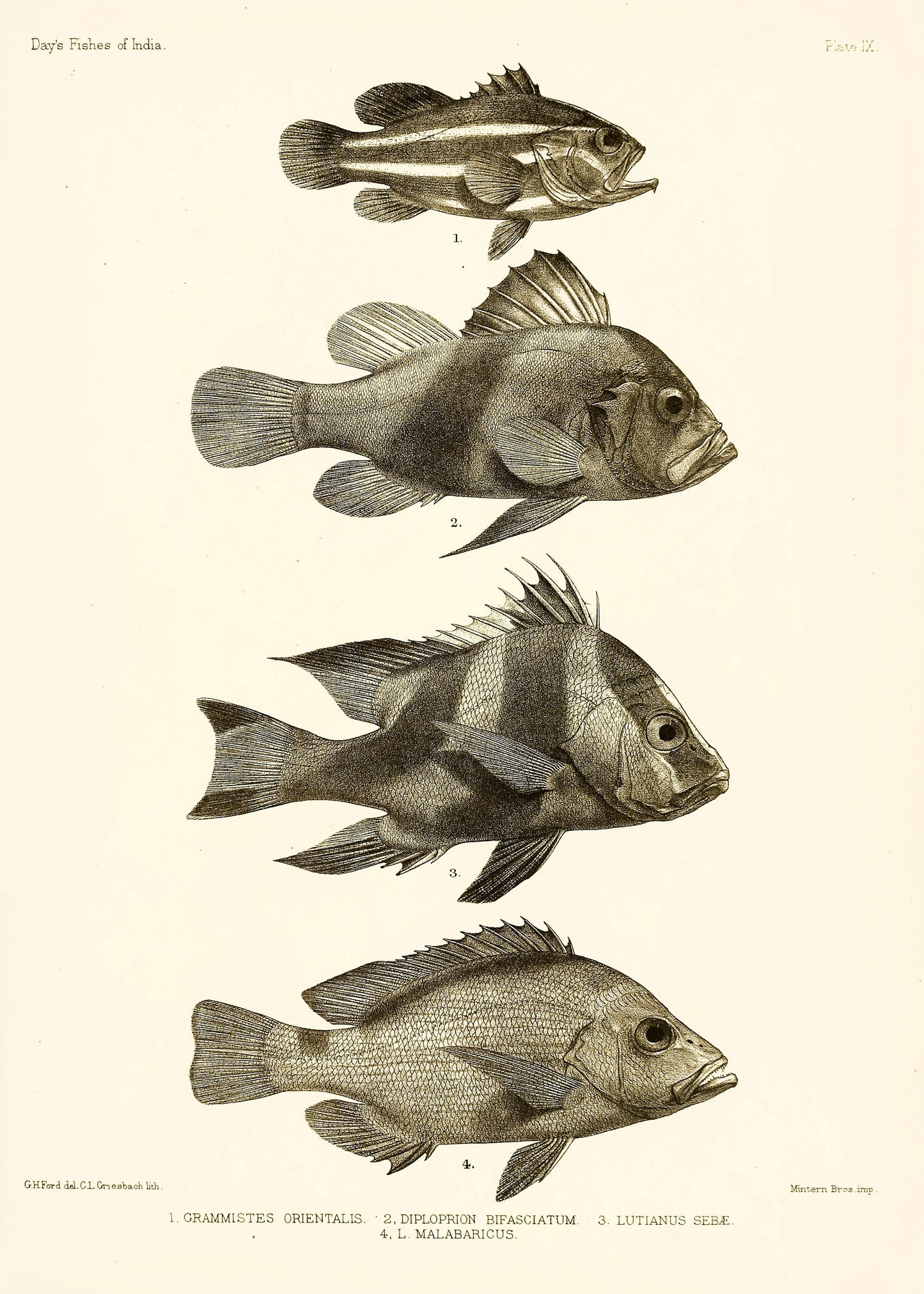 The Fishes of India Burma Ceylon Set 1 [35 Images]