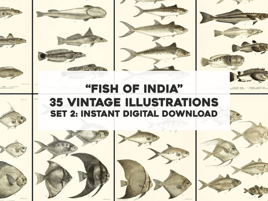 The Fishes of India Burma Ceylon Set 2 [35 Images]