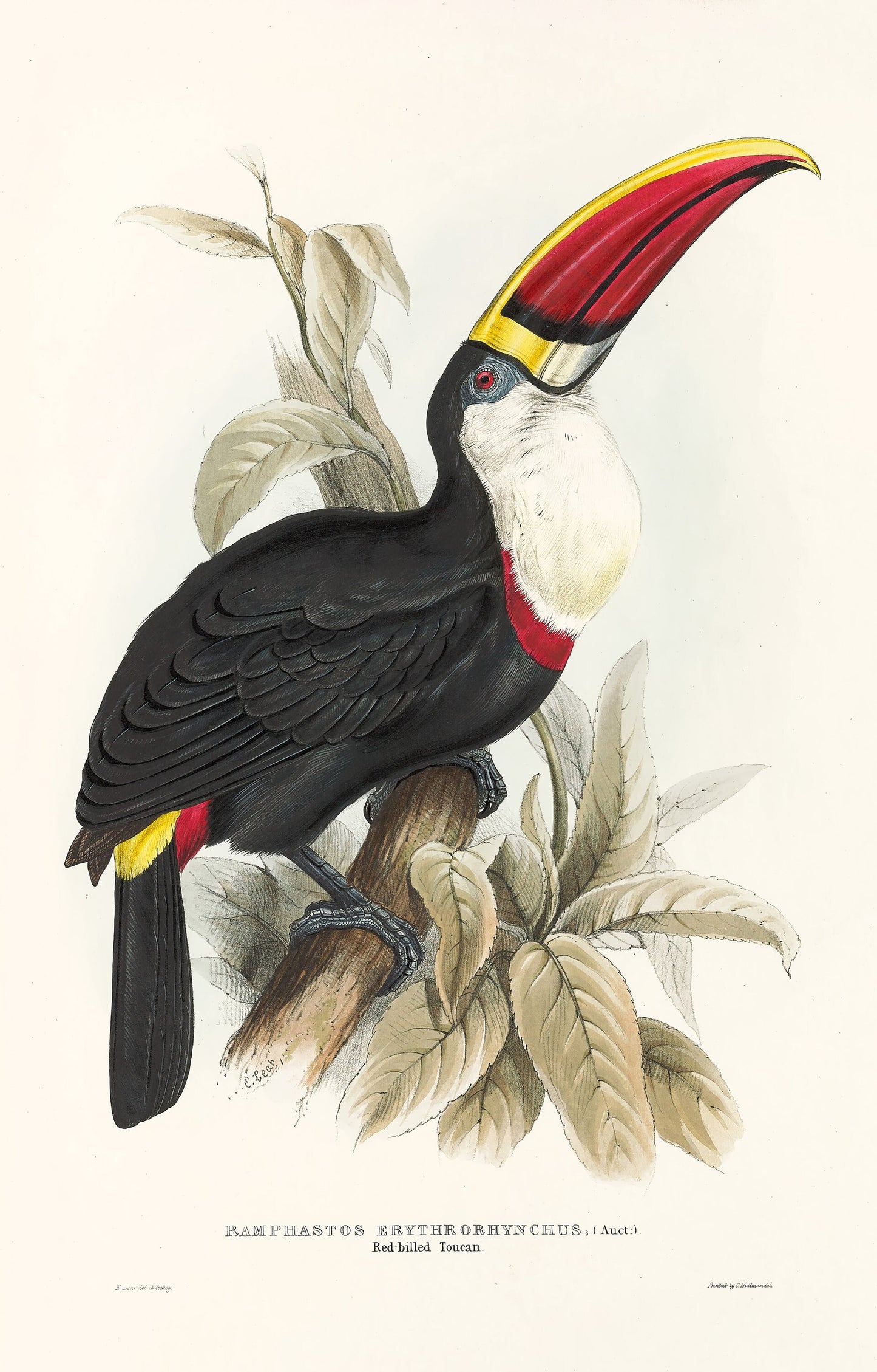 John Gould A Monograph of the Ramphastidae Toucans [33 Images]