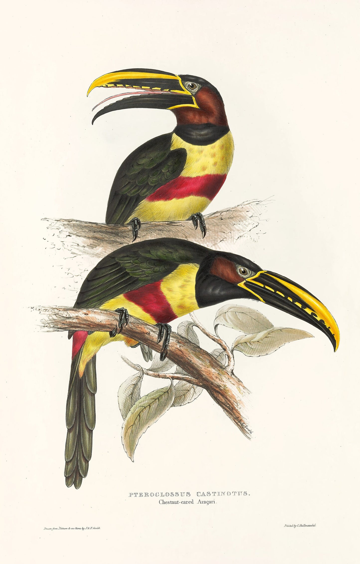 John Gould A Monograph of the Ramphastidae Toucans [33 Images]