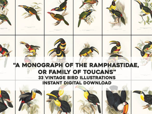 John Gould A Monograph of the Ramphastidae Toucans [33 Images]