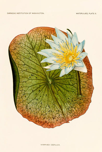 The Water Lilies A Monograph of the Genus Nymphaea [12 Images]