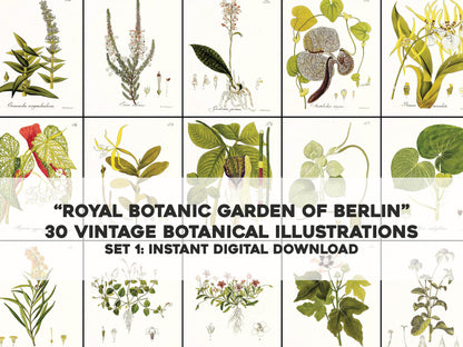 Selected Plants from the Royal Botanic Garden of Berlin Set 1 [30 Images]