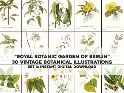 Selected Plants from the Royal Botanic Garden of Berlin Set 2 [30 Images]