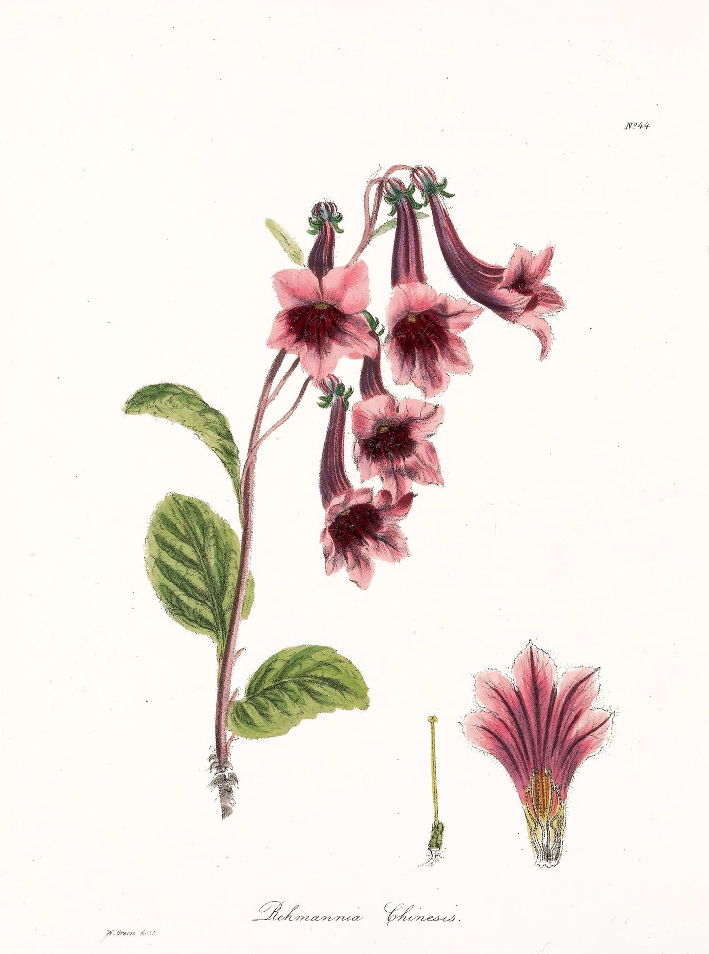 The Floral Cabinet & Magazine of Exotic Botany Set 1 [45 Images]