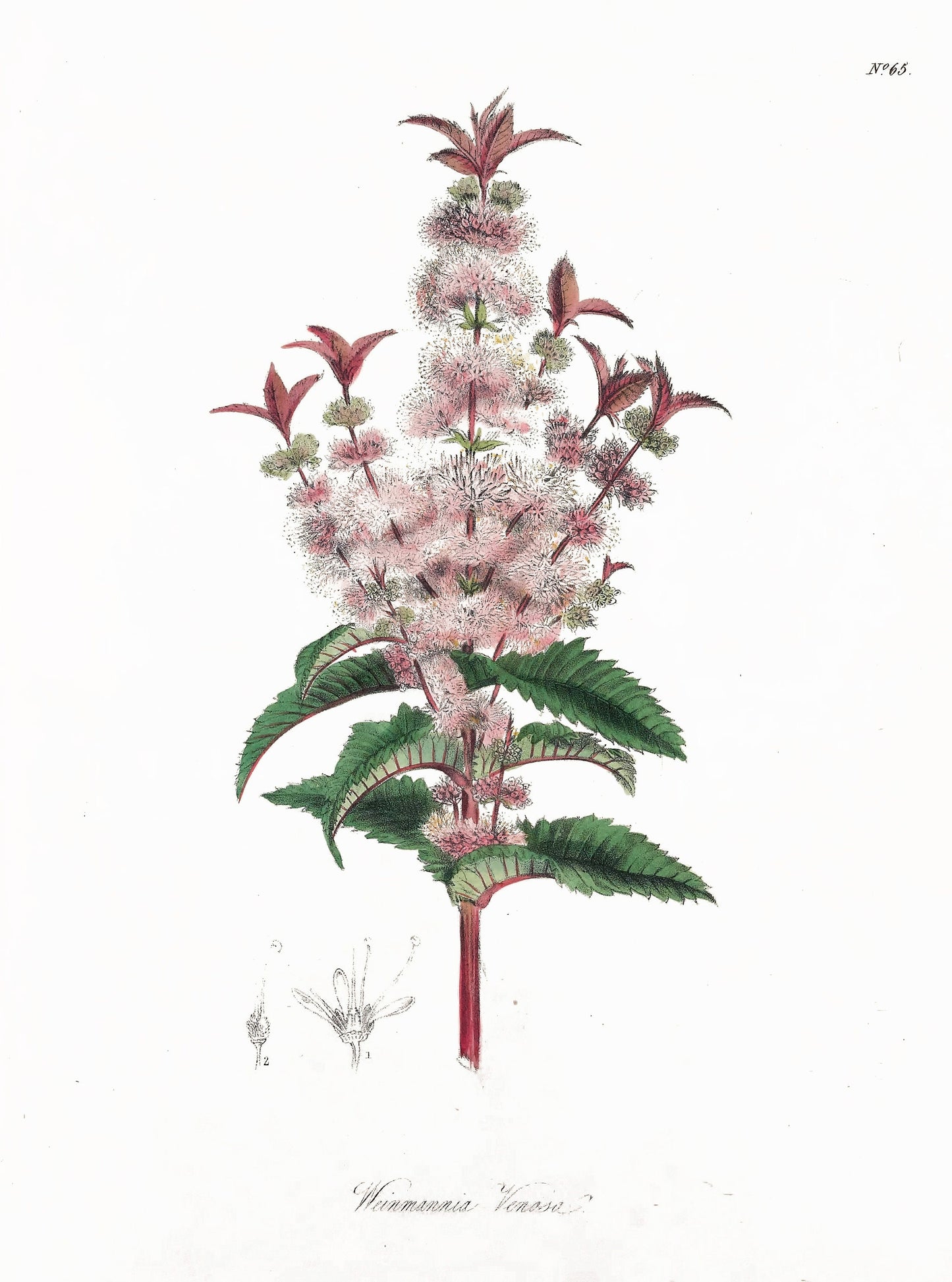 The Floral Cabinet & Magazine of Exotic Botany Set 2 [45 Images]