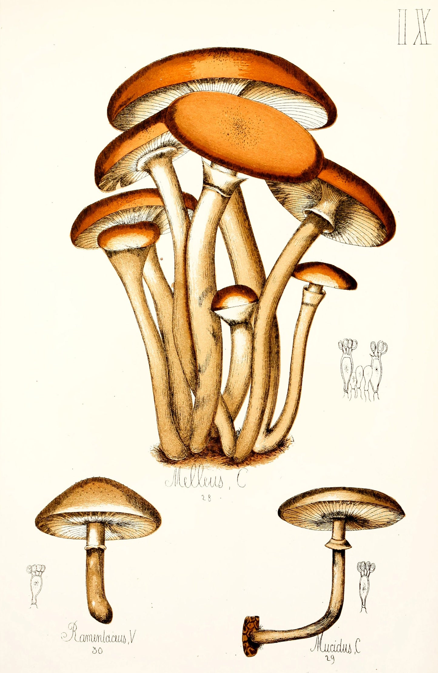Natural History of Edible & Poisonous Fungi [73 Images]
