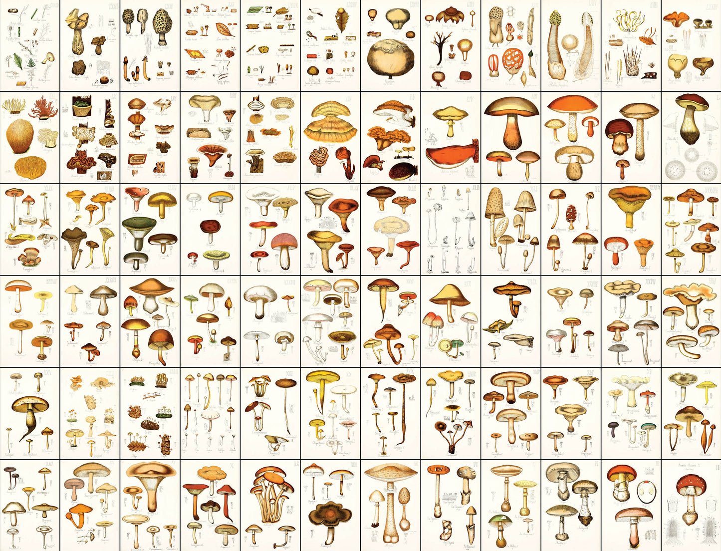 Natural History of Edible & Poisonous Fungi [73 Images]