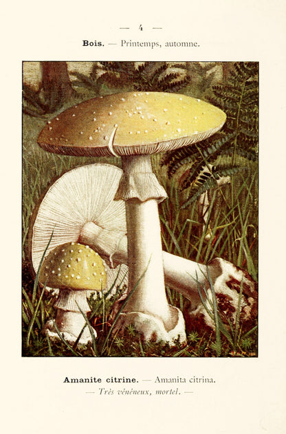 New Pocket Atlas of Edible & Poisonous Mushrooms [64 Images]