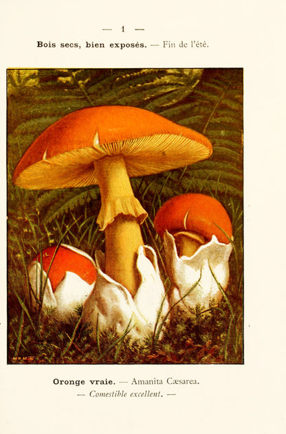 New Pocket Atlas of Edible & Poisonous Mushrooms [64 Images]