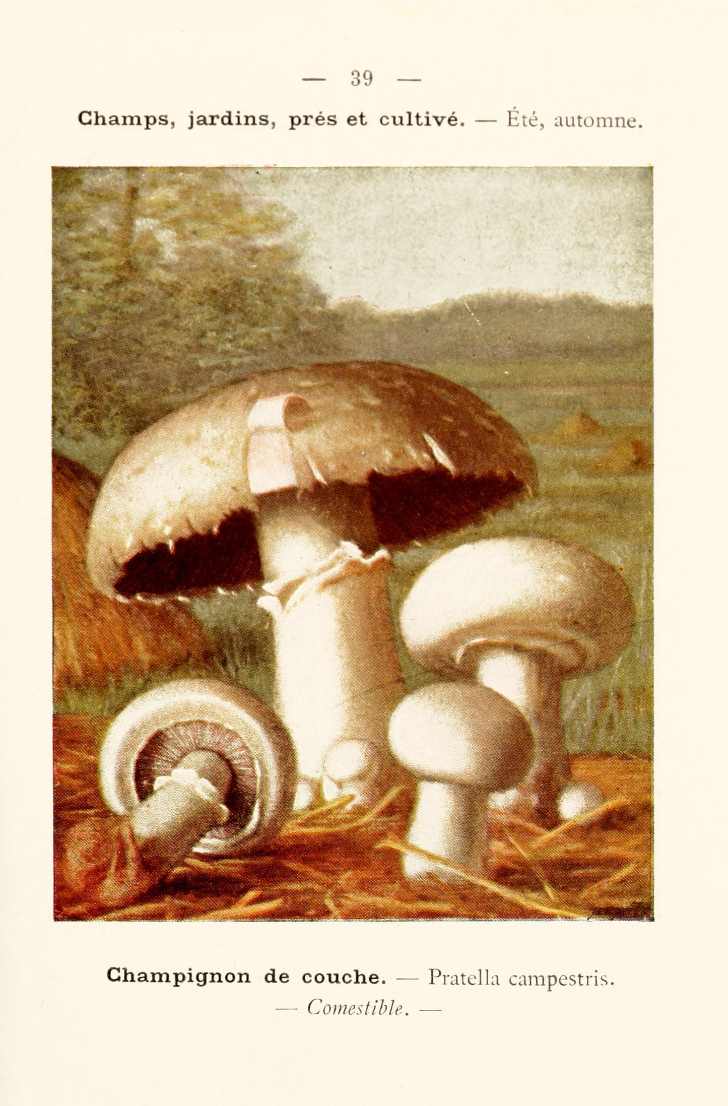 New Pocket Atlas of Edible & Poisonous Mushrooms [64 Images]