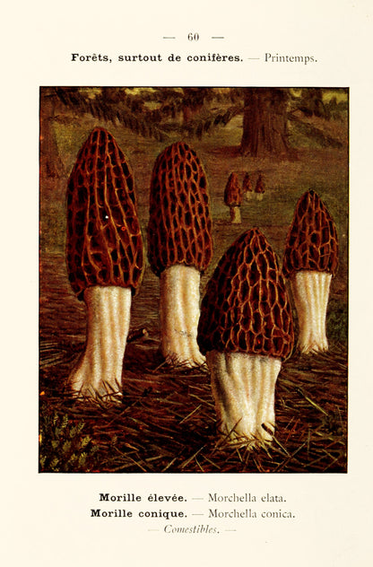 New Pocket Atlas of Edible & Poisonous Mushrooms [64 Images]