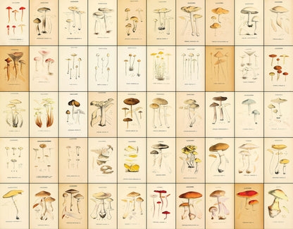 Mushrooms that Grow in France [100 Images]
