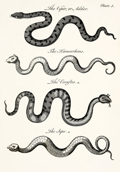 Natural History of Serpents [7 Images]