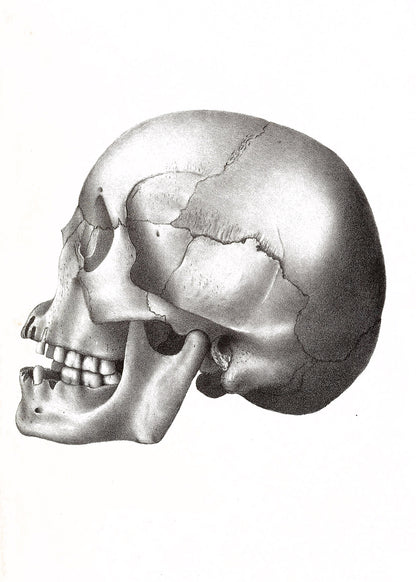 Human Skull Illustrations [53 Images]