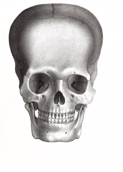 Human Skull Illustrations [53 Images]