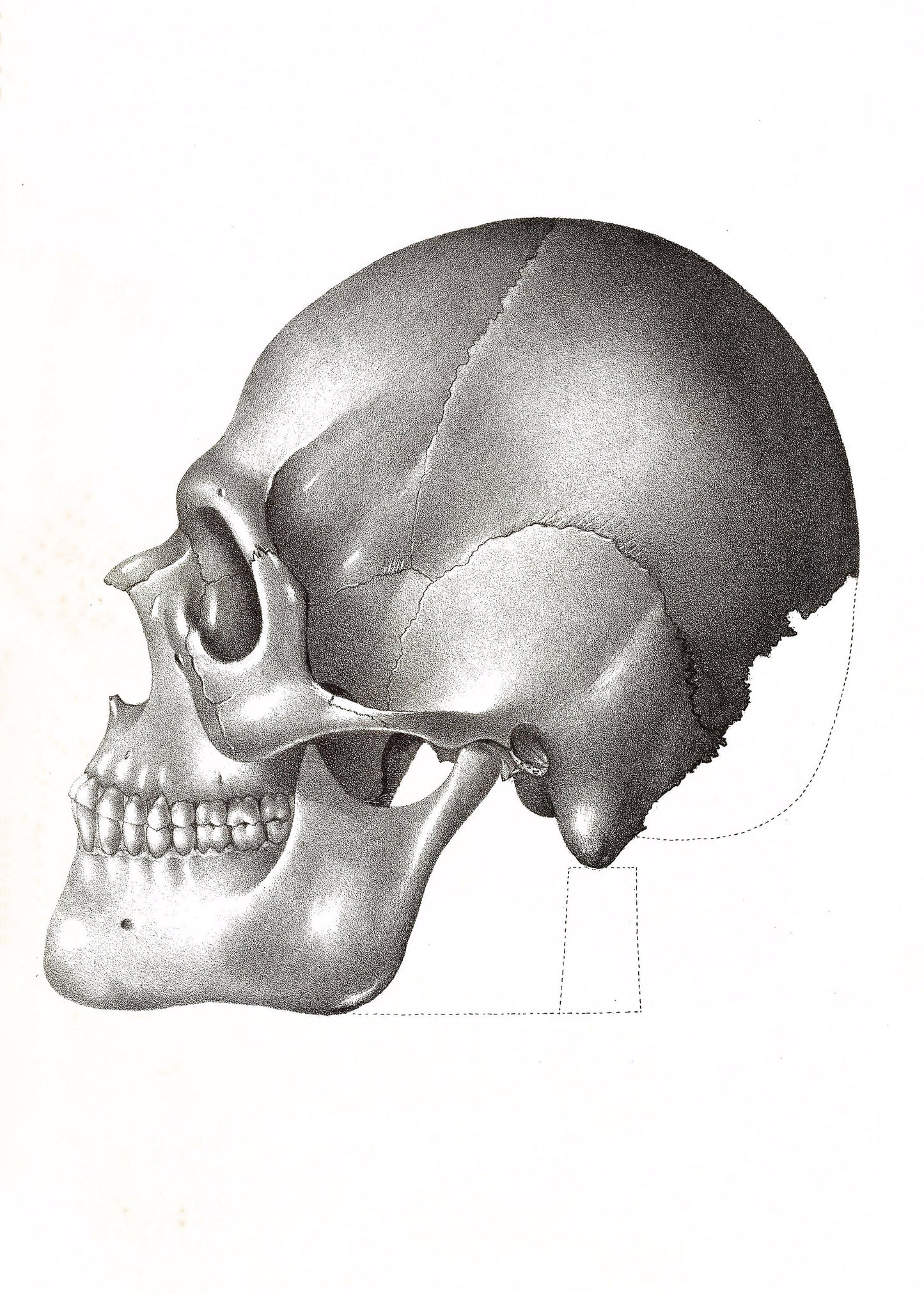 Human Skull Illustrations [53 Images]