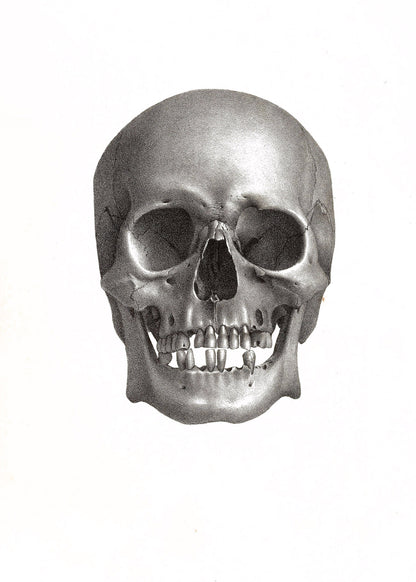 Human Skull Illustrations [53 Images]