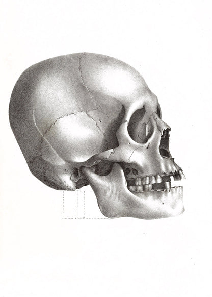 Human Skull Illustrations [53 Images]