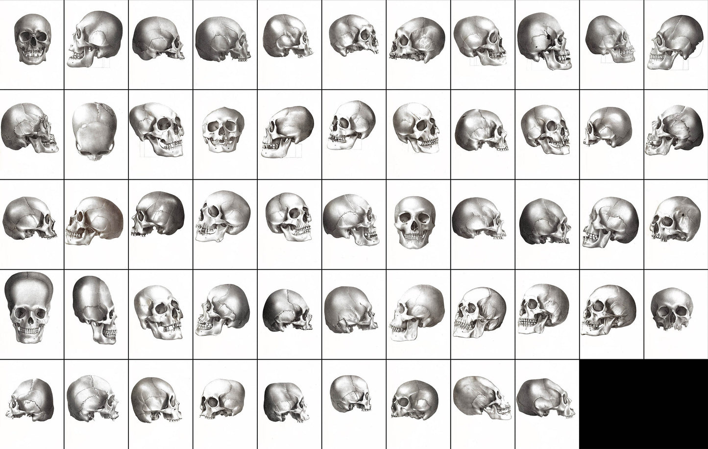 Human Skull Illustrations [53 Images]