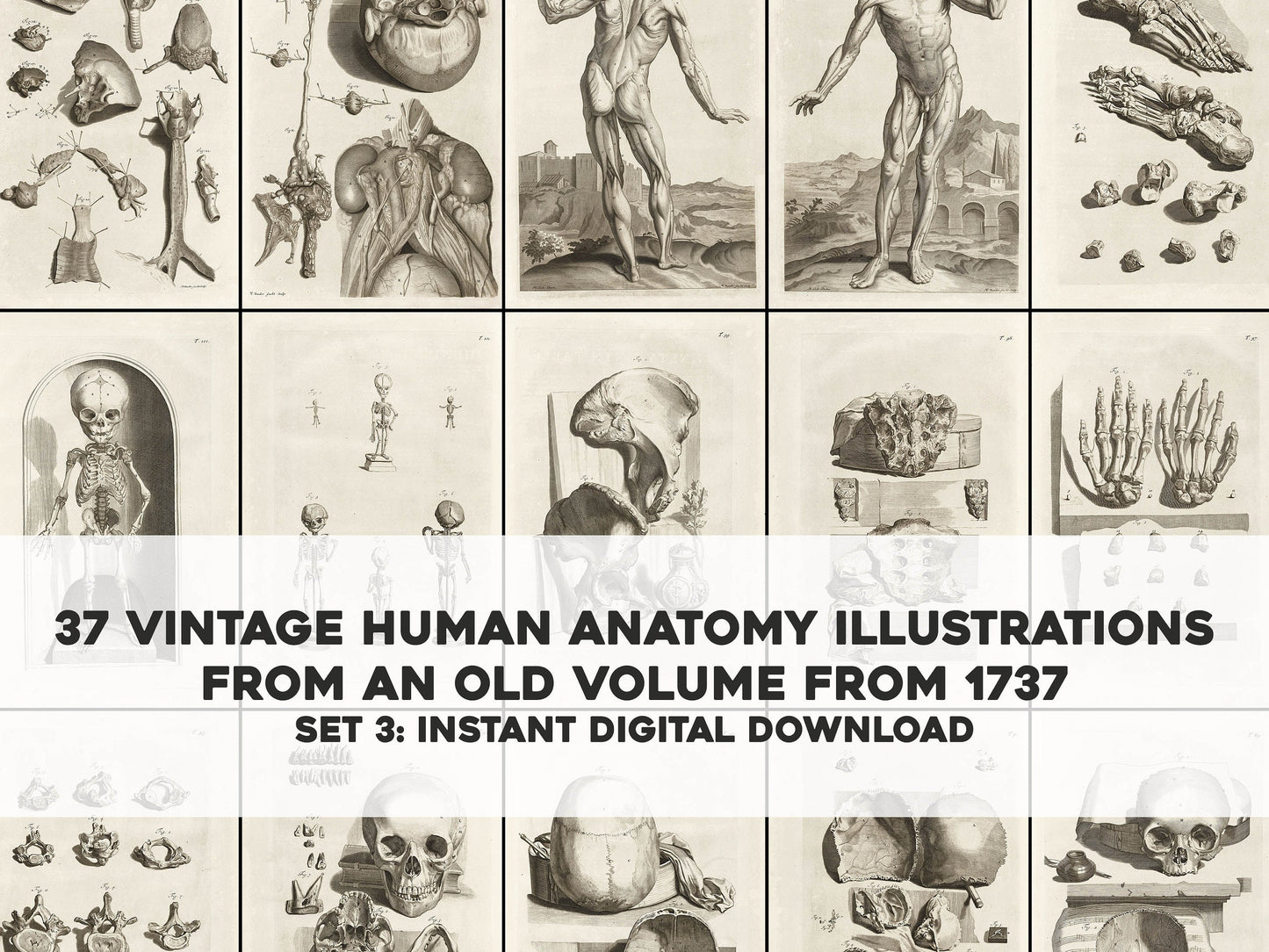 The Anatomy of Human Bodies Drawn After Life Set 3 [37 Images]