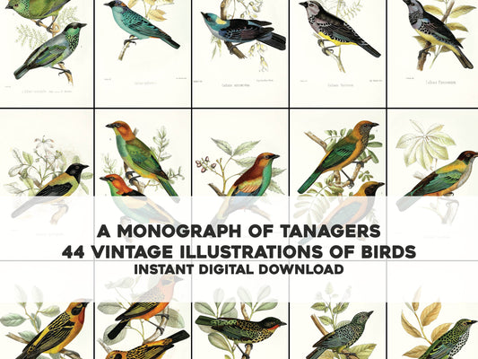 A Monograph of the Tanagrine Genus Calliste Tanagers [44 Images]