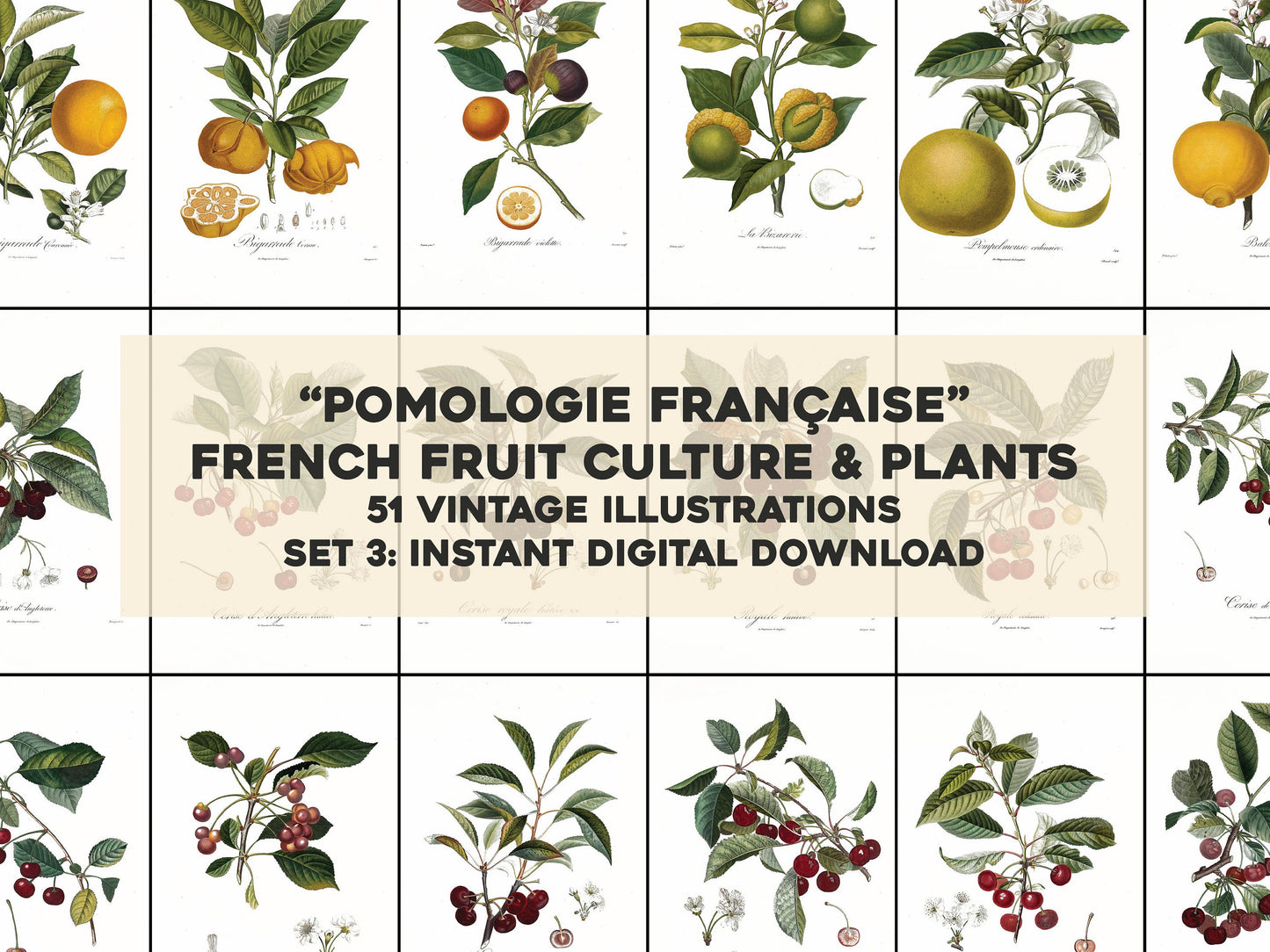 French Pomology Set 3 [51 Images]