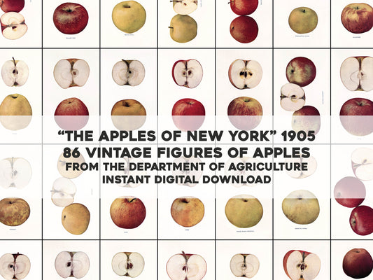 Fruits of New York Apples [86 Images]