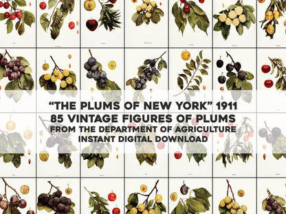 Fruits of New York Plums [85 Images]
