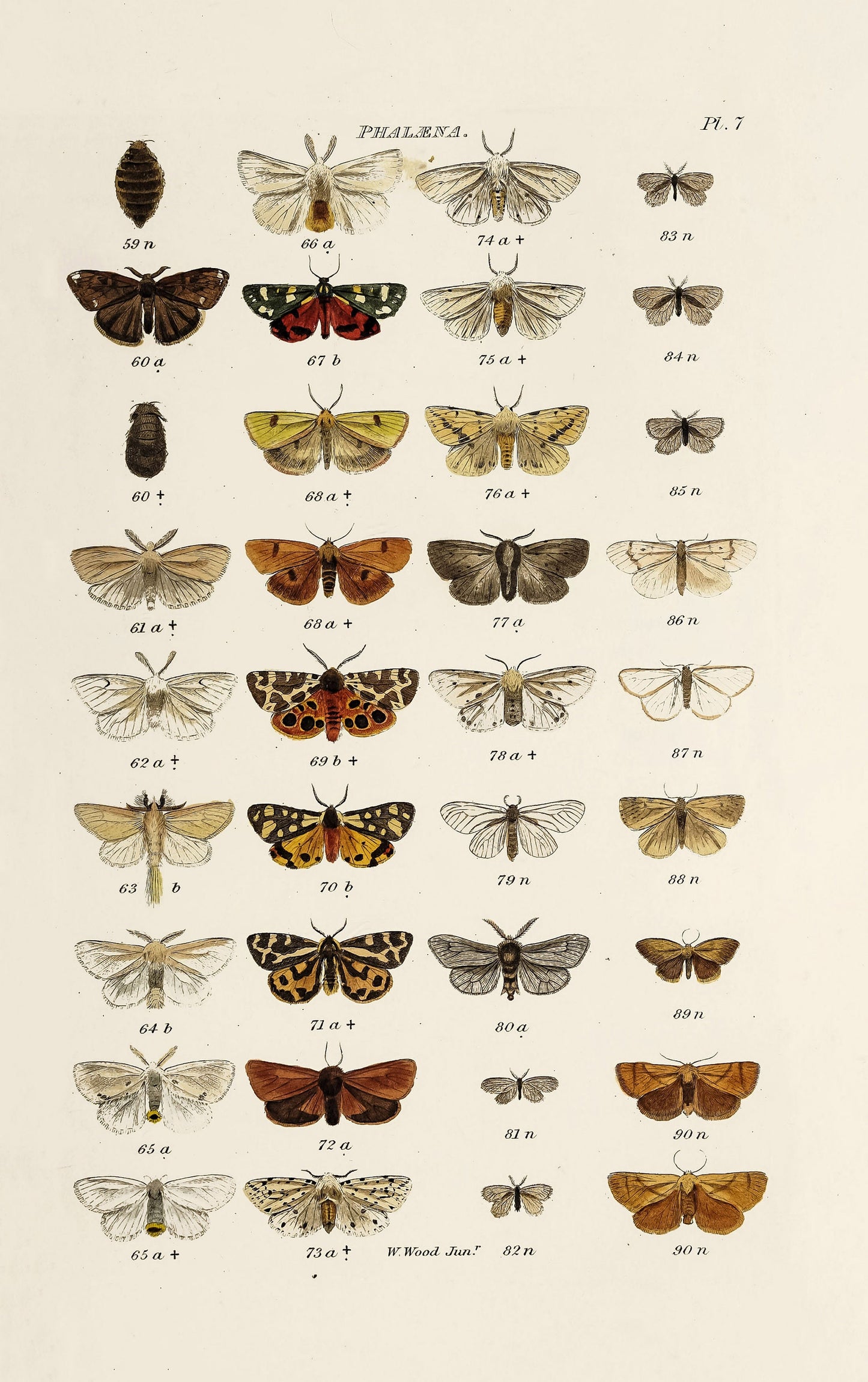 Index Entomological Lepidopterous Insects of Great Britain [59 Images]