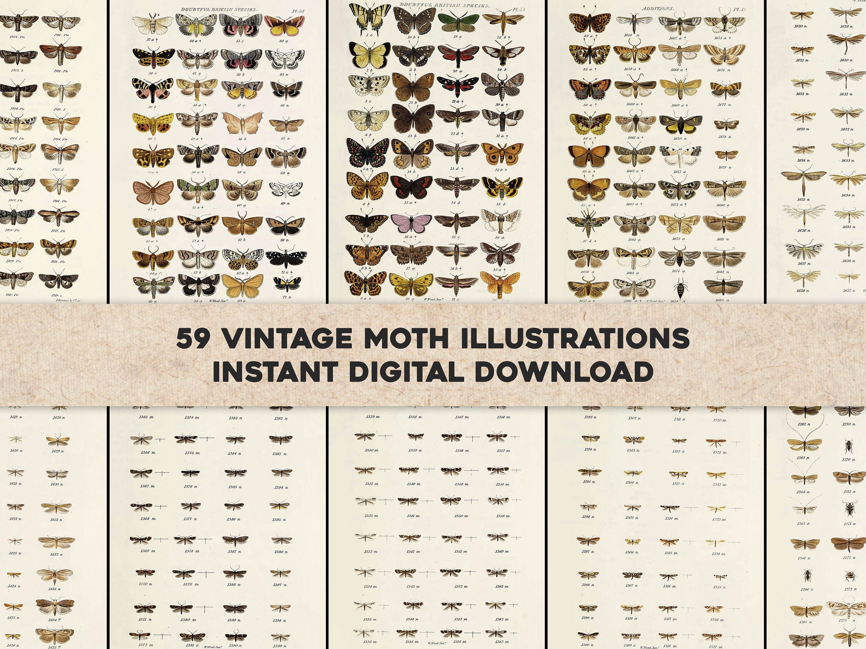 Index Entomological Lepidopterous Insects of Great Britain | Insect ...