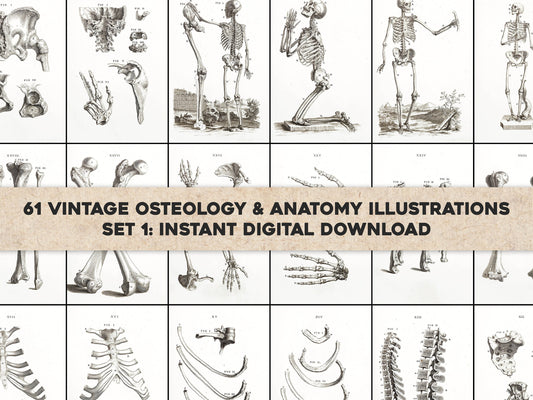 Osteographia or The Anatomy of the Bones Whitened Set 1 [61 Images]