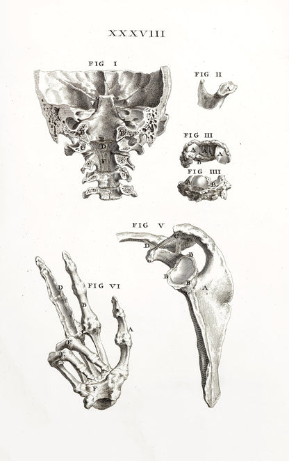 Osteographia or The Anatomy of the Bones Whitened Set 1 [61 Images]