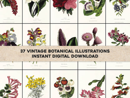 The Florist's Journal & Gardener's Record [37 Images]