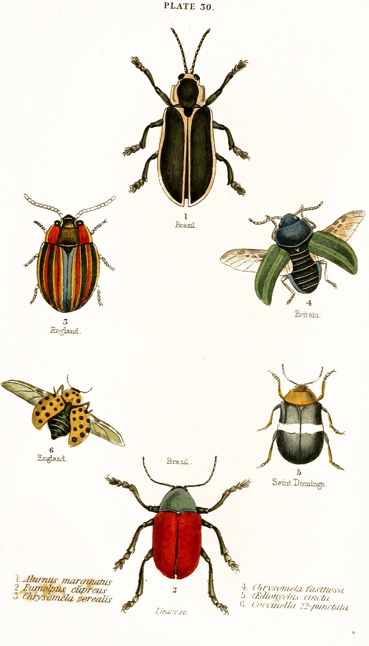 Natural History of Beetles [30 Images]