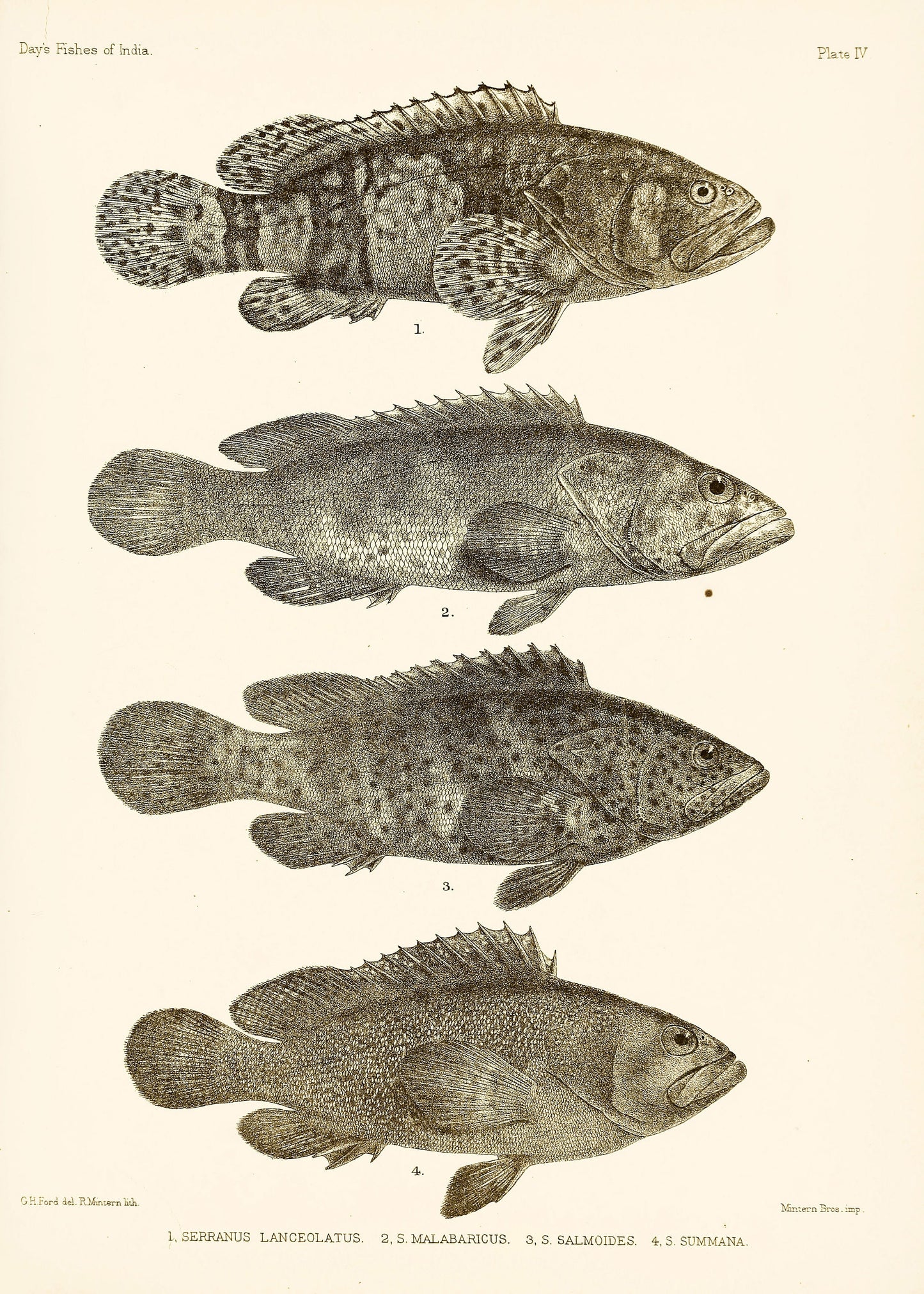 The Fishes of India Burma Ceylon Set 1 [35 Images]
