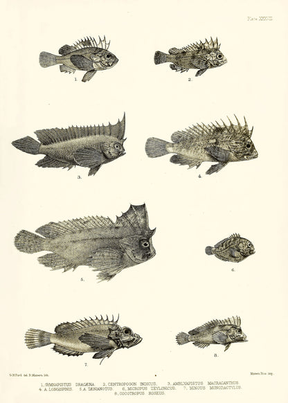 The Fishes of India Burma Ceylon Set 2 [35 Images]