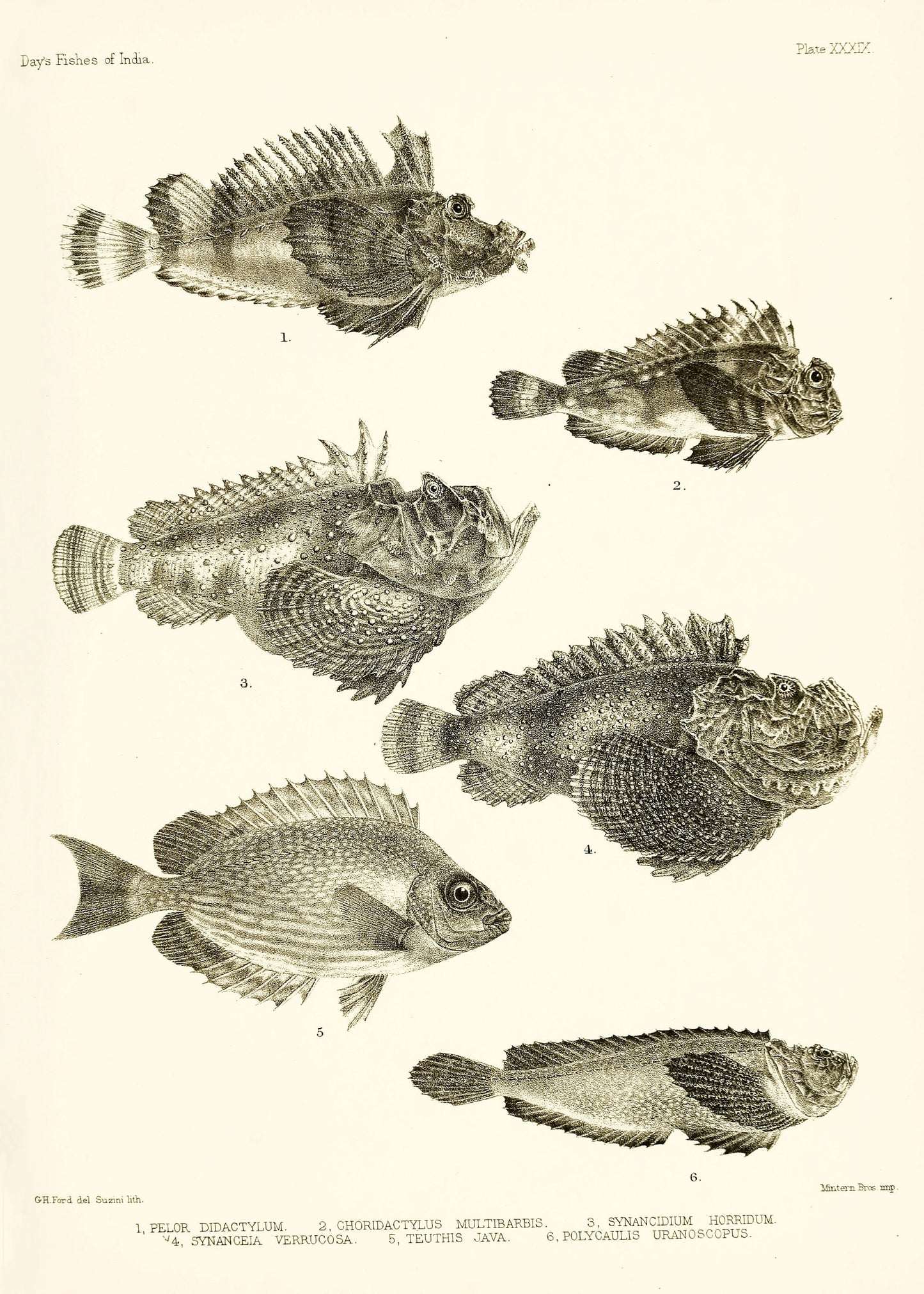 The Fishes of India Burma Ceylon Set 2 [35 Images]
